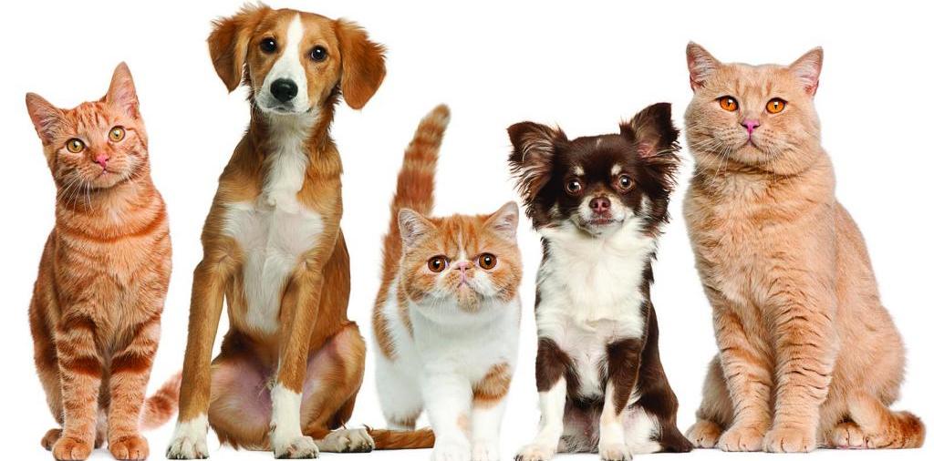 Доска объявлений о животных | ЗооТом - продажа, вязка и услуги для животных в Каргате