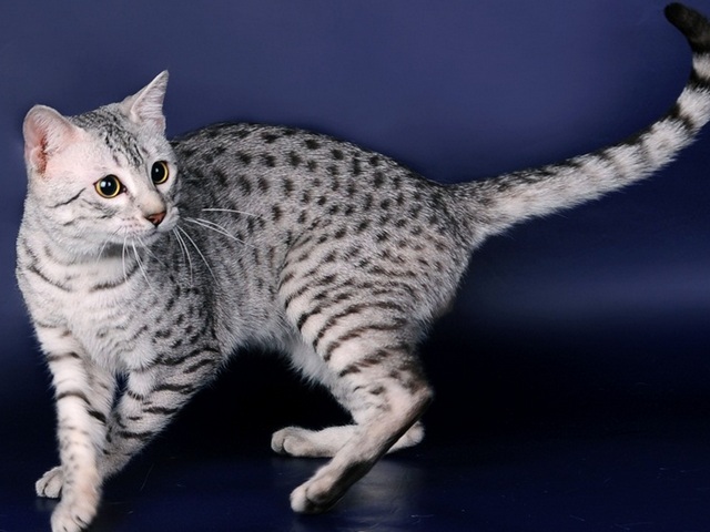 Породы кошек в Каргате | ЗооТом портал о животных