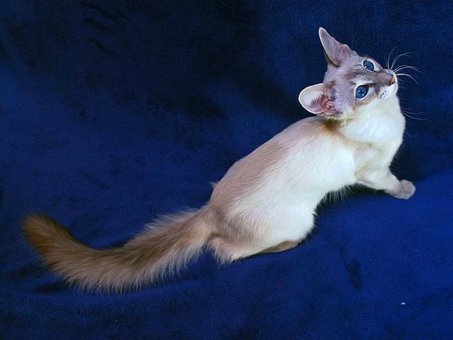 Выведенные породы кошек в Каргате | ЗооТом портал о животных