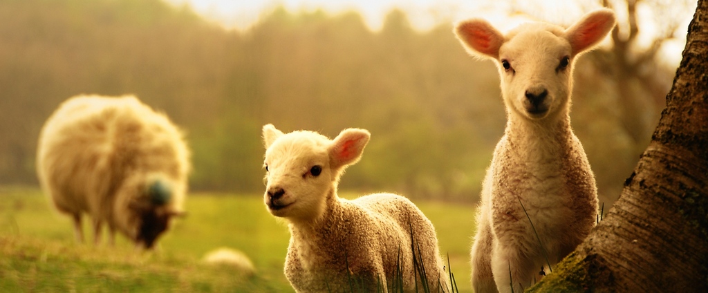 Объявления о сельскохозяйственных животных | ЗооТом - продажа, вязка и услуги для животных в Каргате