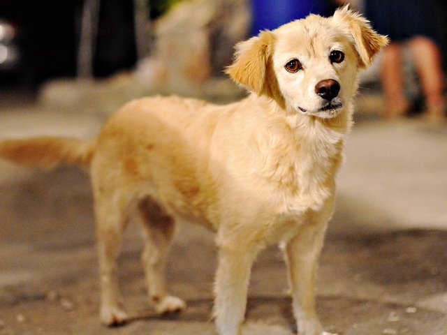 Породы собак в Каргате | ЗооТом портал о животных