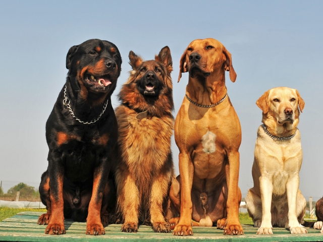 Крупные породы собак в Каргате | ЗооТом портал о животных